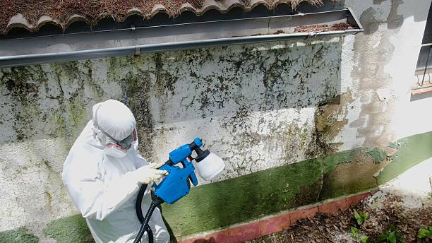 Top rated local Bathroom Mold Removal specialists in Rosedale, WA